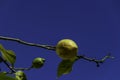 Single Garey`s Eureka lemon on a branch