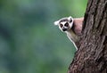 Single Lemur Katta - Ring-tailed Lemur in zoological garden Royalty Free Stock Photo