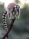 Single Lemur Katta - Ring-tailed Lemur in zoological garden Royalty Free Stock Photo