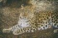 Single Leopard at ground Royalty Free Stock Photo