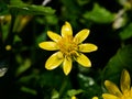 Single lesser celandine flower 1