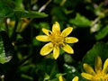 Single lesser celandine flower 2