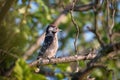 Single Lesser Spotted Woodpecker sitting on tree branch