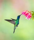 Single Lesser Violetear or mountain violet-ear with metalic reflecting feathers