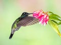 Single Lesser Violetear or mountain violet-ear with wings forward