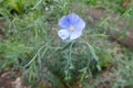 Single light blue flower of common flax