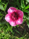 A dark Pink Dianthus Clavel with dew drops. Un clavel rosado oscuro con gotas de rocÃÂ­o