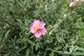 Single light pink flower of rock rose in May Royalty Free Stock Photo