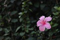 Single pink Hibiscus flower closeup bloom against dark green background of leaves Royalty Free Stock Photo