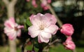 Single light pink malus spectabilis borkh blossoms Royalty Free Stock Photo