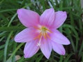 Light Pink Rain Lily Flower