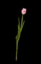 Single light pink tulip on black background. Blooming flower, vertical view. Royalty Free Stock Photo