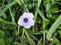 Single light purple Anemone flower