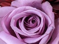 Single Light purple rose