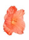 Single light red gladiolus flower isolated on white Royalty Free Stock Photo