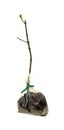 Single Lilac Branch Ready Plant Royalty Free Stock Photo