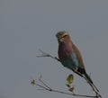 Single lilac brested Roller bird, Coraciidae Royalty Free Stock Photo