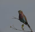 Single lilac brested Roller bird, Coraciidae