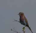 Single lilac brested Roller bird, Coraciidae Royalty Free Stock Photo