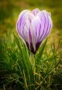 Single lilac crocus