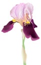 Single lilac iris isolated on white Royalty Free Stock Photo