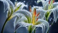 Beautiful lily flower with dew drops on the petals, generative ai Royalty Free Stock Photo