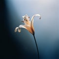 Poignant Lily: A Graceful Balance Of Religious Symbolism And Analog Vibes Royalty Free Stock Photo