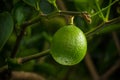 Single lime fruit hanging from its tree