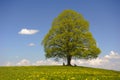 Single linden tree Royalty Free Stock Photo