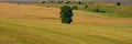 Single linden tree in the field after the harvest of wheat, panorama Royalty Free Stock Photo