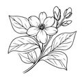 Single line drawing of beauty fresh jasmine for home wall art decor. Printable poster decorative jasmine flower concept