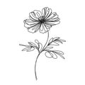 single line drawing of wild flower Royalty Free Stock Photo