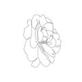 Single line minimalist illustration. Peony or rose flower for banner, print, card or tattoo. Isolated one line flower