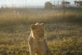 A single lion cub looking away from the camera