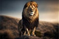 Single lion looking regal standing proudly on a small hill Royalty Free Stock Photo