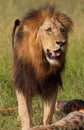 Single lion (panthera leo) in savannah Royalty Free Stock Photo