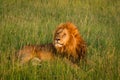 Single lion in sunset light on african savannah