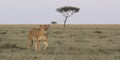 Single lioness walking in the wild plains of the masai mara, kenya, on her morning hunt with sky and tree in background