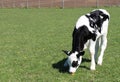 Single little black and white young calf sniffing dandelion in the meadow Royalty Free Stock Photo