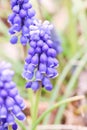 Single of little blue muscaries flowers in the garden