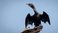 A single little Cormorant, water bird, perched on branch wings spread