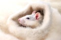 Single little cute decorative rat pet on white fluffy background. Royalty Free Stock Photo