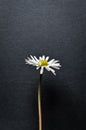 Single little daisy flower on black textured background Royalty Free Stock Photo