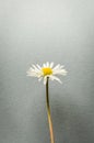 Single little daisy flower on gray textured background Royalty Free Stock Photo