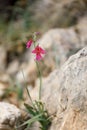 Little dark pink flower between big stones Royalty Free Stock Photo