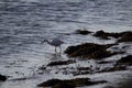 a single Little Egret (Egretta garzetta) searching for food