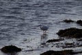 a single Little Egret (Egretta garzetta)