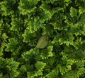 Single little falling leaf on a green leaves background.