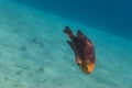 single little fish in a bay with clear water and sand at the bottom in egypt Royalty Free Stock Photo