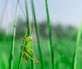 Single little green grasshooper on the grass Royalty Free Stock Photo